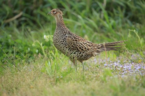 Wild birds and flowers around Tokyo : Japanese green pheasant,キジ