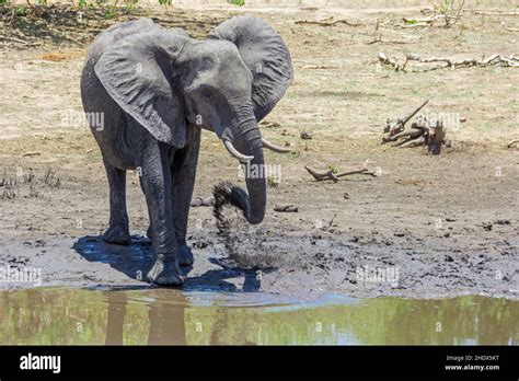 elephant, waterhole, elephants, waterholes Stock Photo - Alamy