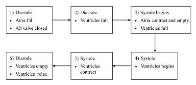 Cardiac Cycle Phases Diagram