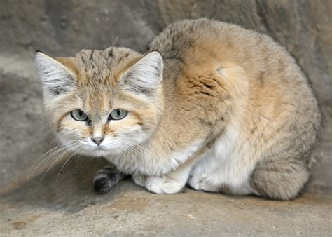 Big Cat 411: All About The Sand Cat