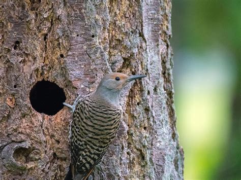 Northern Flicker Bird Facts (Colaptes auratus) | Birdfact