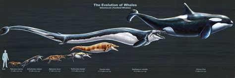 The Evolution of Toothed Whales (Restored) by TheDragonofDoom | Animales prehistóricos ...