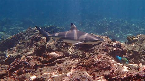 Blacktip Reef Sharks · Local Dive Thailand