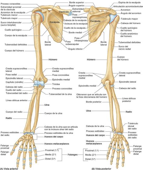 Huesos De Miembro Superior Anatom A Anatomia Del Hueso Anatomia Y | The ...