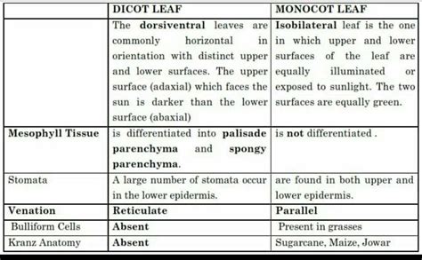 Difference between dicot and monocot leaf__its all about to help you so don't answer please ...