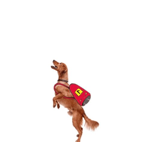 Dog Flying GIFs - Get the best GIF on GIPHY