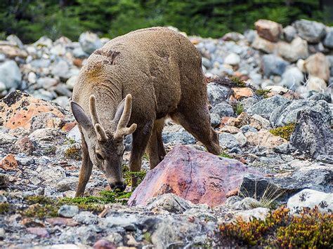 What Animals Live In The Andes Mountains? - WorldAtlas