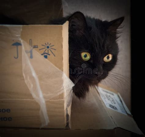 Black cat hiding in a box stock image. Image of fluffy - 190258873