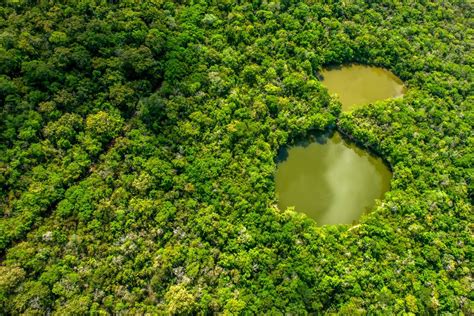 Maya Biosphere Reserve, Guatemala | Guatemala, Guatemala travel, Forest photography