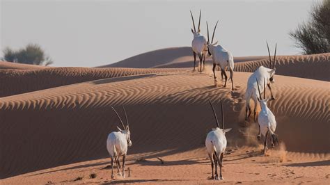 Visit the Wildlife in Sharjah