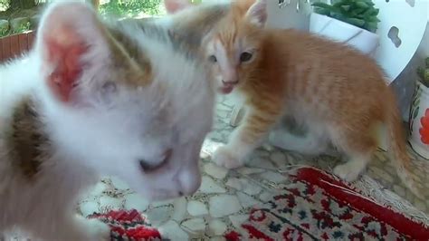 Kittens drinking water and playing next to the camera tripod - YouTube