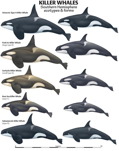 Figure 2 from Cultural traditions and the evolution of reproductive ...