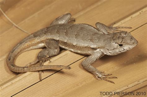 Florida Scrub Lizard (Lizards of Central Florida) · iNaturalist