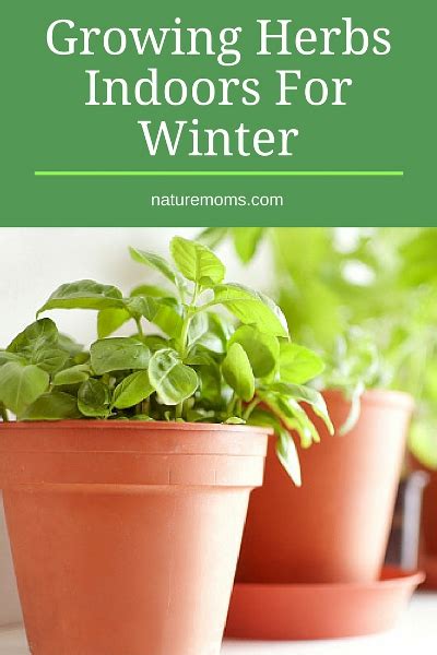 Growing Herbs Indoors For Winter