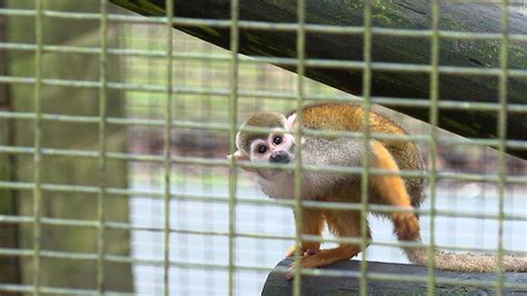 Arrest made in the theft of 12 squirrel monkeys stolen from a Louisiana zoo, but the animals ...