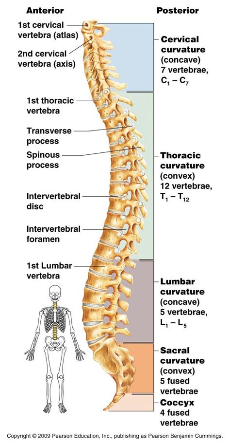 vertebrae | ... vertebrae, 5 lumbar vertebrae, 1 sacrum (5 ...