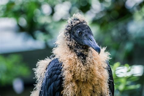 Baby Buzzard | Animals, Buzzard, Photography