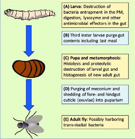 Bacterial interactions with house fly larvae and pupae determine fate... | Download Scientific ...