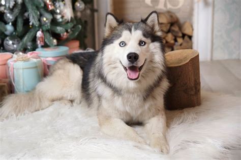 Wooly Husky: Facts About Wooly Siberian Huskies (With FAQs)