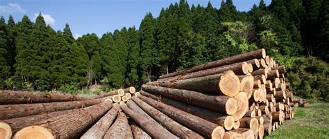 Forest Protection Needs Concerted national Effort | Financial Tribune