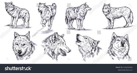 How To Draw A Realistic Wolf Body