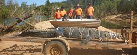 A Gigantic Crocodile Was Just Caught in Australia After 10 Years on The Run : ScienceAlert