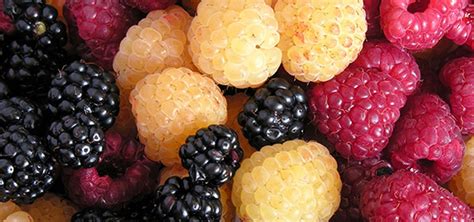 Raspberry varieties – surprisingly varied