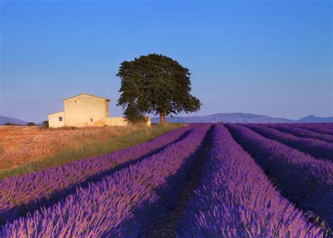 Late afternoon in lavender field (Provence,France) | Lavender fields provence, Lavender fields ...