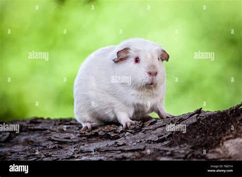 English Crested guinea pig Stock Photo - Alamy