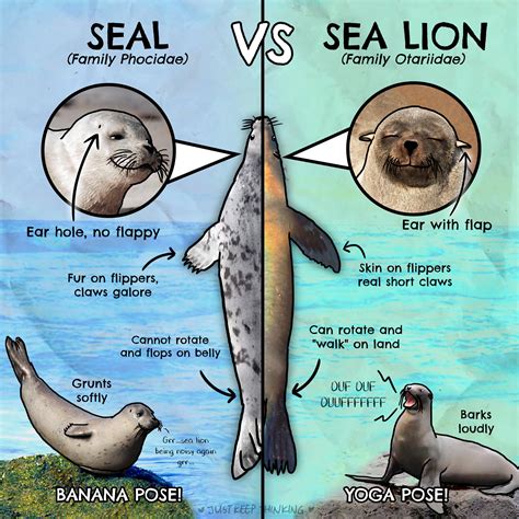 This great infographic should get... - Undersea Naturalist | Facebook