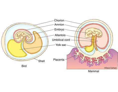 Embryo Membranes photo | Biology facts, Teaching biology, Life science