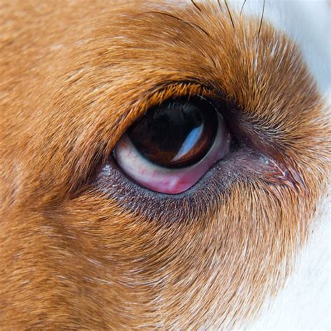 Can Dogs get Pink Eye from Humans, Symptoms and Treatment | Dogs, Cats ...