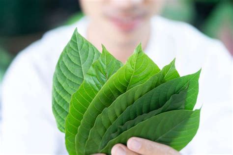 Kratom Health Benefits | Kratom Capital