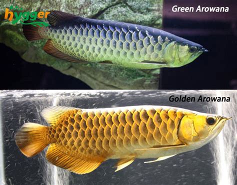 Fish Profiles - Arowana Fish Distribution and Types