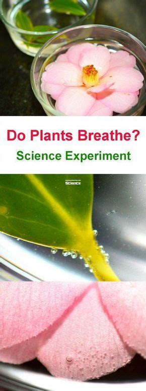 What Is Respiration #FunScienceProjects Plant Experiments, Easy Science ...