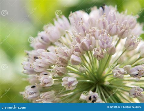 Garlic Flower stock photo. Image of agricultural, bloom - 20931540