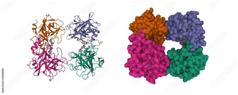 Structure of human beta-tryptase complexed with a synthetic inhibitor ...