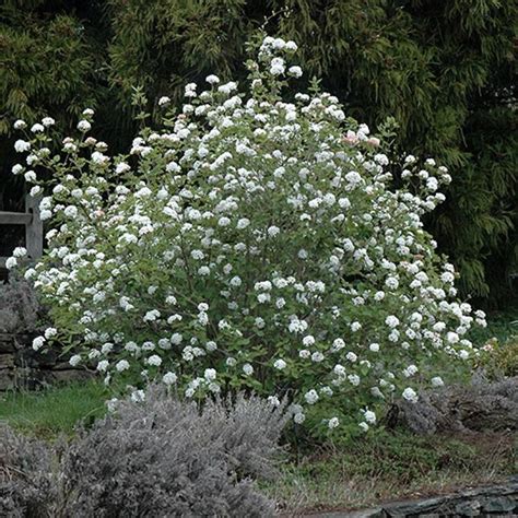 Types Of Viburnum Shrubs For Your Garden - meiyi-cookieholic