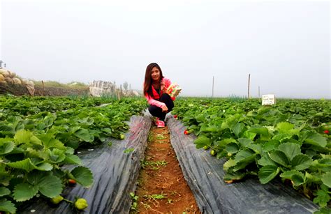 Strawberry Picking in La Trinidad Strawberry Farm, Benguet ~ The ...