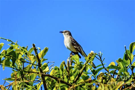 Singing Mockingbird Photograph by Robert Bales