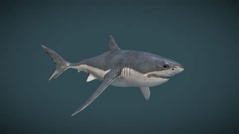 Great White Shark - Download Free 3D model by Mateus Schwaab (@Mehrus) [e4f107a] - Sketchfab