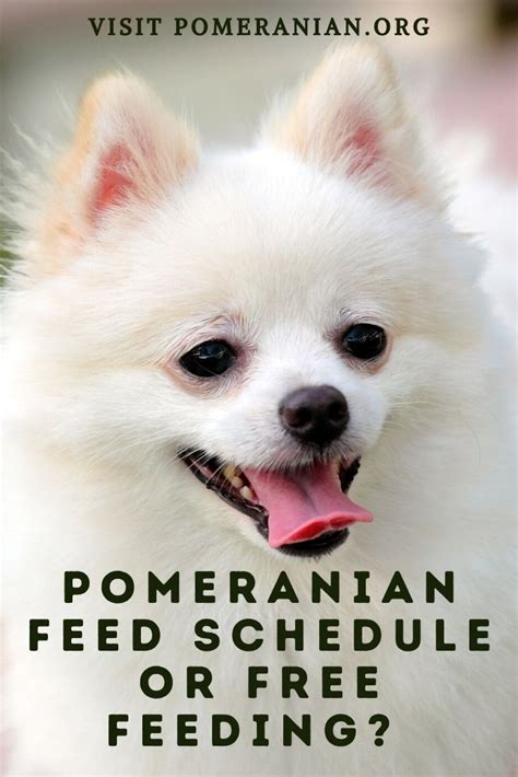 Pomeranian Puppies Care Tips - Pets Lovers