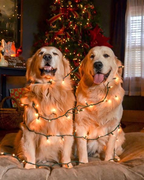 Golden Christmas Tree Merry Christmas | Cute dogs, Christmas dog, Dogs ...