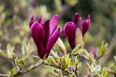 Lily Magnolia: Plant Care & Growing Guide