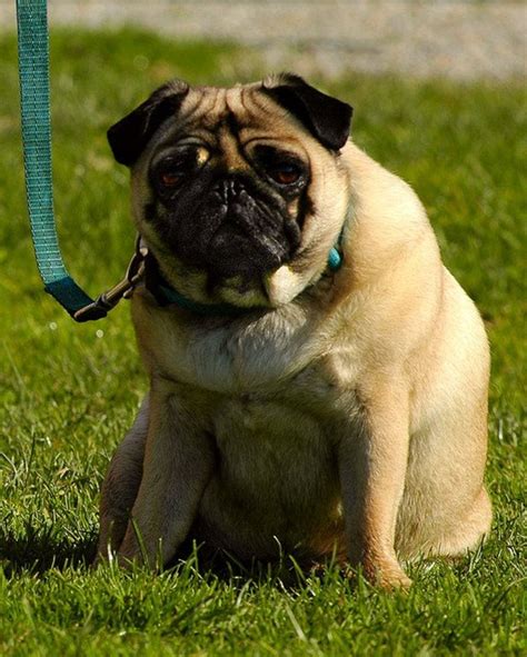 5 Fat Dog Breeds - PetHelpful