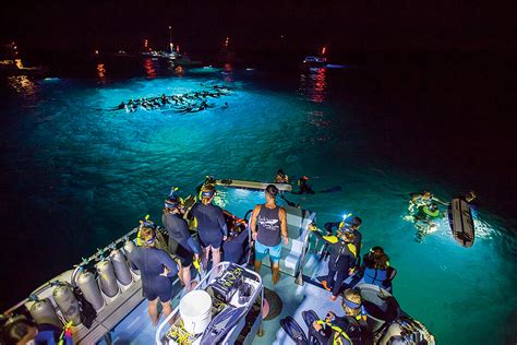 Snorkelling With Manta Rays in Hawaii: The Ultimate Guide » Teriaki Talks