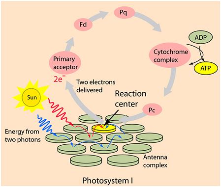 Cyclic Photophosphorylation: Electron Transport Chain