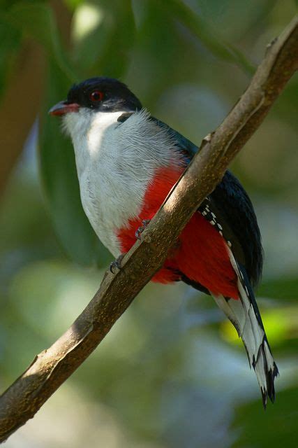 Cuban Trogon | Bird species, Beautiful birds, Birds