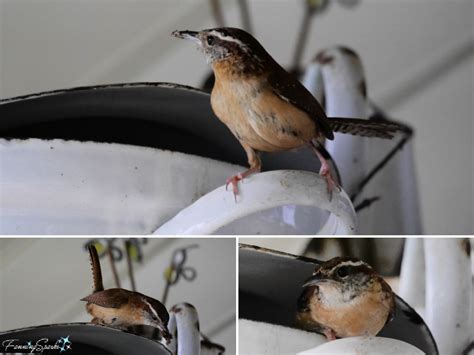 Carolina Wren (Thryothorus ludovicianus) Feeding Babies @FanningSparks ...