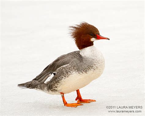 Common Merganser female - Laura Meyers Photography